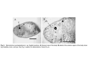 Macrostomum puntapiedrensis Fig 6.jpg
