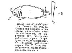 Macrostomum rhabdophorum Fig 53-55.jpg