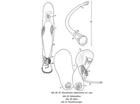 Macrostomum subterraneum Fig 25-27.jpg