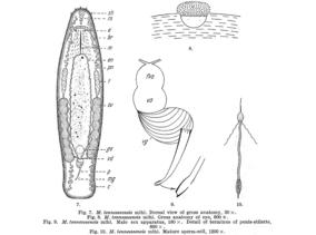 Macrostomum tennesseensis Fig 7-10.jpg