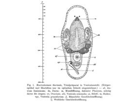 Macrostomum thermale Fig 1.jpg