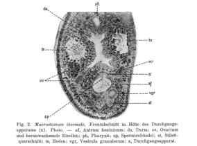 Macrostomum thermale Fig 2.jpg