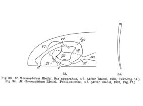 Macrostomum thermale Fig 33-34.jpg