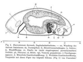 Macrostomum thermale Fig 4.jpg