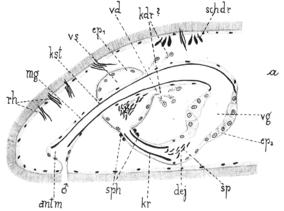 Macrostomum thermophilum Pla 2 Fig 6a.jpg