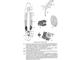 Macrostomum tubum Fig 1-5.jpg