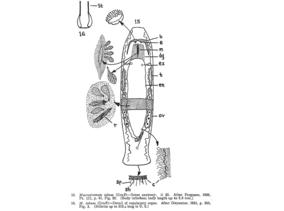 Macrostomum tubum Fig 15-16.jpg