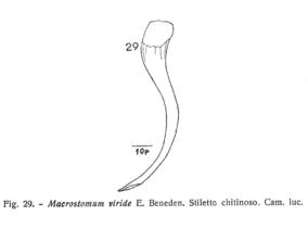 Macrostomum viride Fig 29.jpg