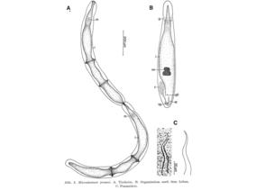 Microstomum jenseni Fig 2.jpg