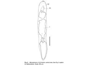 Microstomum lineare (uncertain) Fig 9.jpg