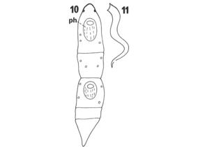 Microstomum lineare Fig 10-11.jpg