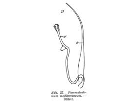 Paromalostomum mediterraneum Fig 27.jpg